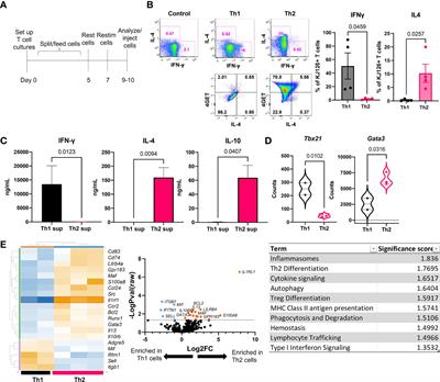 Th2 to Th1 Transition Is Required for Induction of Skin Lesions in an Inducible and Recurrent Murine Model of Cutaneous Lupus–Like Inflammation